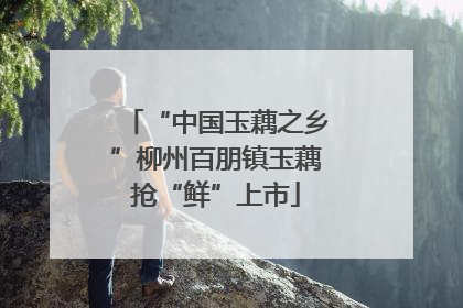 “中国玉藕之乡”柳州百朋镇玉藕抢“鲜”上市