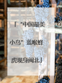 “中国最美小鸟”蓝喉蜂虎现身闽北