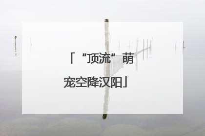 “顶流”萌宠空降汉阳