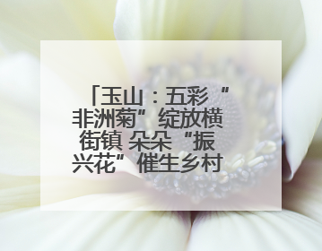玉山：五彩“非洲菊”绽放横街镇 朵朵“振兴花”催生乡村共富图景
