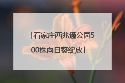 石家庄西兆通公园500株向日葵绽放