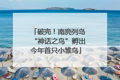 破壳！南麂列岛“神话之鸟”孵出今年首只小雏鸟