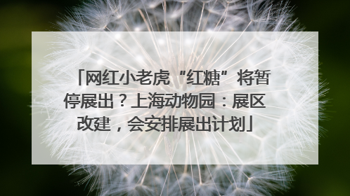 网红小老虎“红糖”将暂停展出？上海动物园：展区改建，会安排展出计划