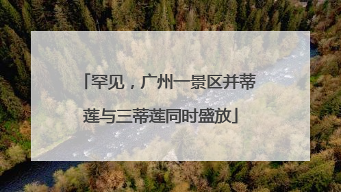 罕见，广州一景区并蒂莲与三蒂莲同时盛放