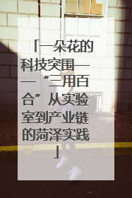 一朵花的科技突围——“三用百合”从实验室到产业链的菏泽实践