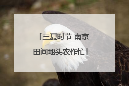 三夏时节 南京田间地头农作忙