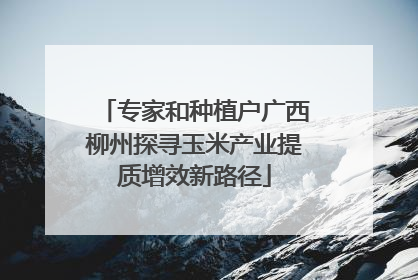 专家和种植户广西柳州探寻玉米产业提质增效新路径
