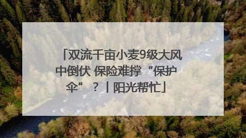双流千亩小麦9级大风中倒伏 保险难撑“保护伞”？丨阳光帮忙