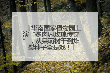 华南国家植物园上演“多肉界玫瑰传奇”，从呆萌树干到炸裂种子全是戏！