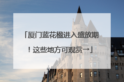 厦门蓝花楹进入盛放期！这些地方可观赏→