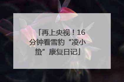 再上央视！16分钟看雪豹“凌小蛰”康复日记