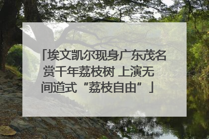埃文凯尔现身广东茂名 赏千年荔枝树 上演无间道式“荔枝自由”