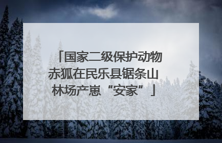 国家二级保护动物赤狐在民乐县锯条山林场产崽“安家”