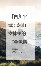 四川平武：深山密林里的“金色精灵”