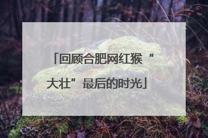 回顾合肥网红猴“大壮”最后的时光