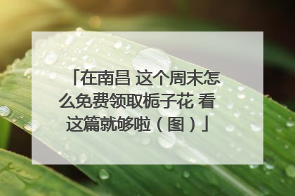 在南昌 这个周末怎么免费领取栀子花 看这篇就够啦（图）
