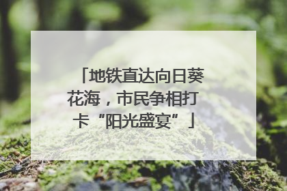 地铁直达向日葵花海，市民争相打卡“阳光盛宴”