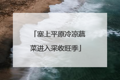 塞上平原冷凉蔬菜进入采收旺季