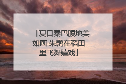 夏日秦巴腹地美如画 朱鹮在稻田里飞舞嬉戏