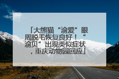 大熊猫“渝爱”眼周脱毛恢复良好！“渝贝”出现类似症状，重庆动物园回应