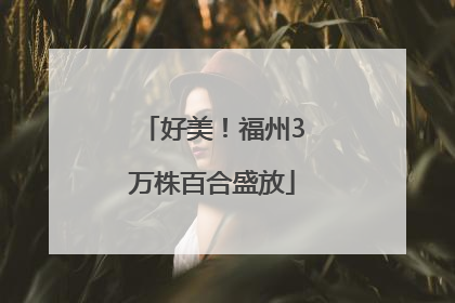 好美！福州3万株百合盛放