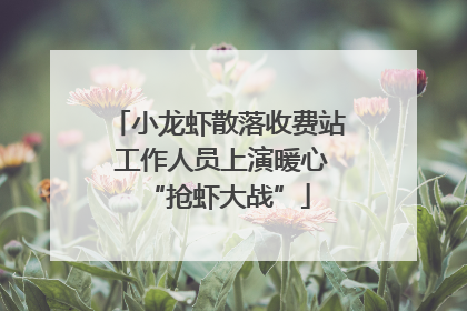 小龙虾散落收费站 工作人员上演暖心“抢虾大战”