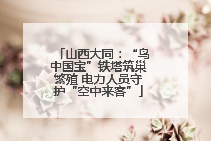 山西大同：“鸟中国宝”铁塔筑巢繁殖 电力人员守护“空中来客”