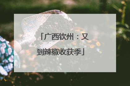 广西钦州：又到辣椒收获季