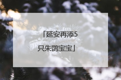延安再添5只朱鹮宝宝