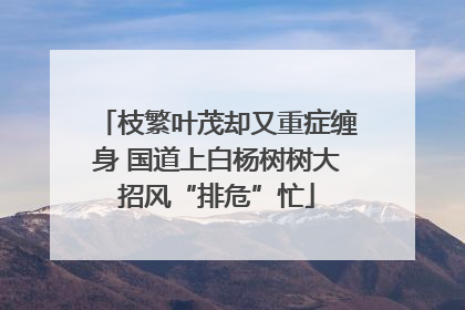 枝繁叶茂却又重症缠身 国道上白杨树树大招风“排危”忙