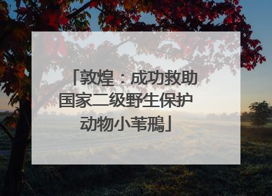 敦煌：成功救助国家二级野生保护动物小苇鳽
