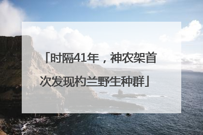 时隔41年，神农架首次发现杓兰野生种群