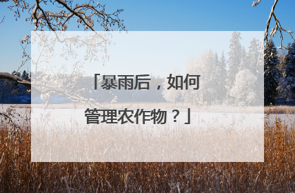 暴雨后，如何管理农作物？