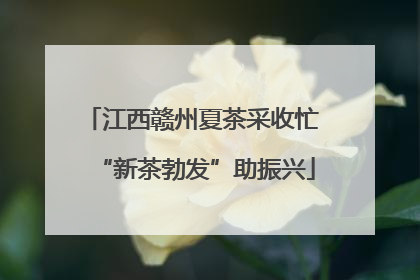 江西赣州夏茶采收忙 “新茶勃发”助振兴