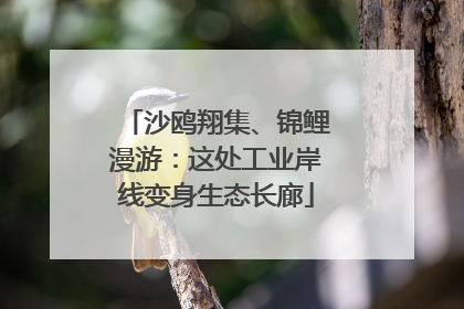 沙鸥翔集、锦鲤漫游：这处工业岸线变身生态长廊