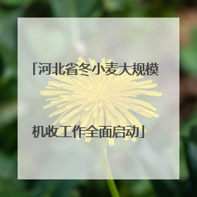 河北省冬小麦大规模机收工作全面启动