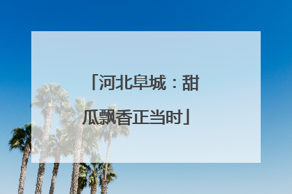 河北阜城：甜瓜飘香正当时