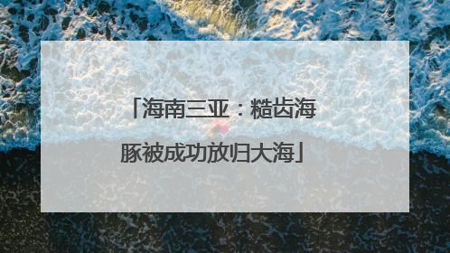 海南三亚：糙齿海豚被成功放归大海
