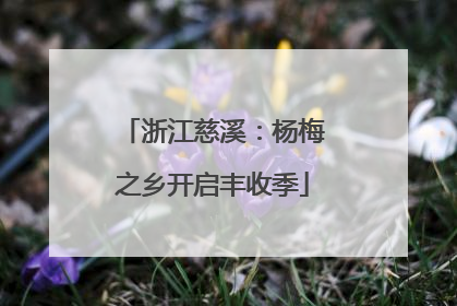 浙江慈溪：杨梅之乡开启丰收季