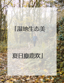 湿地生态美 夏日麋鹿欢