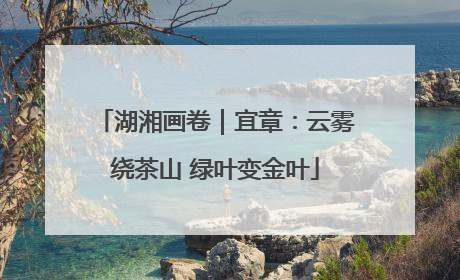 湖湘画卷｜宜章：云雾绕茶山 绿叶变金叶