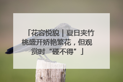 花容悦貌｜夏日夹竹桃盛开娇艳繁花，但观赏时“碰不得”