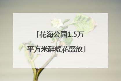 花海公园1.5万平方米醉蝶花盛放