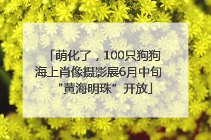 萌化了，100只狗狗海上肖像摄影展6月中旬“黄海明珠”开放