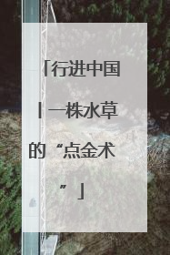 行进中国丨一株水草的“点金术”