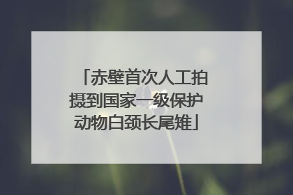 赤壁首次人工拍摄到国家一级保护动物白颈长尾雉