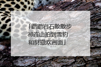 蹭蹭岩石散散步 祁连山拍到雪豹和豺撒欢画面