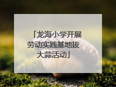 龙海小学开展劳动实践基地拔大蒜活动