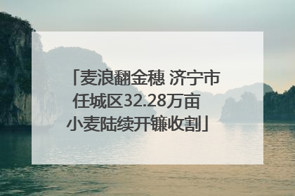 麦浪翻金穗 济宁市任城区32.28万亩小麦陆续开镰收割