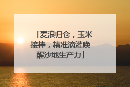 麦浪归仓，玉米接棒，精准滴灌唤醒沙地生产力